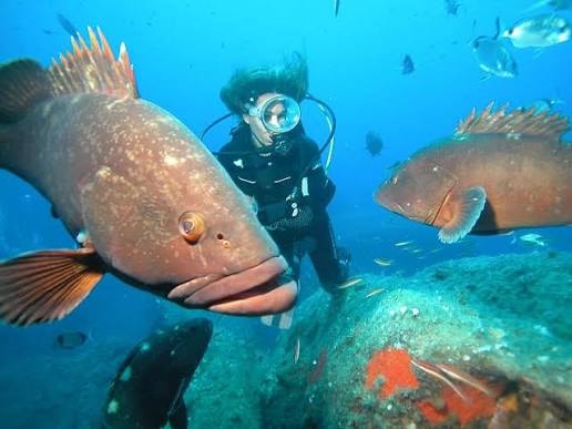 Incontro con le cernie nelle acque delle Bouches de Bonifacio